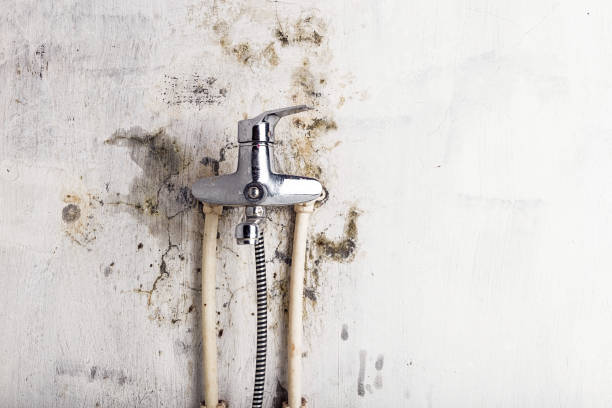 Best Local Mold Removal Service  in Mountain View, AR
