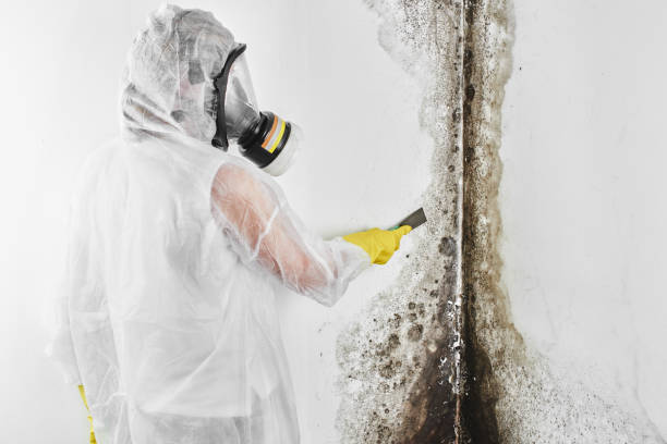 Best Certified Mold Removal  in Mountain View, AR