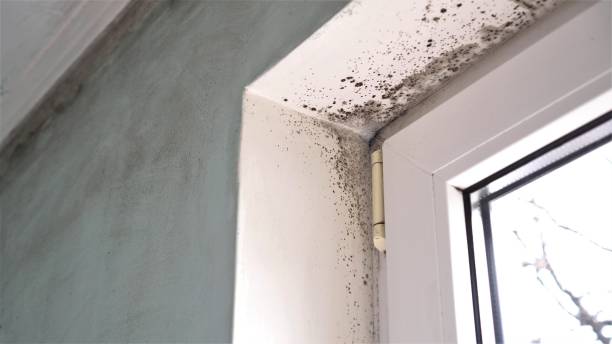 Best Black Mold Removal  in Mountain View, AR