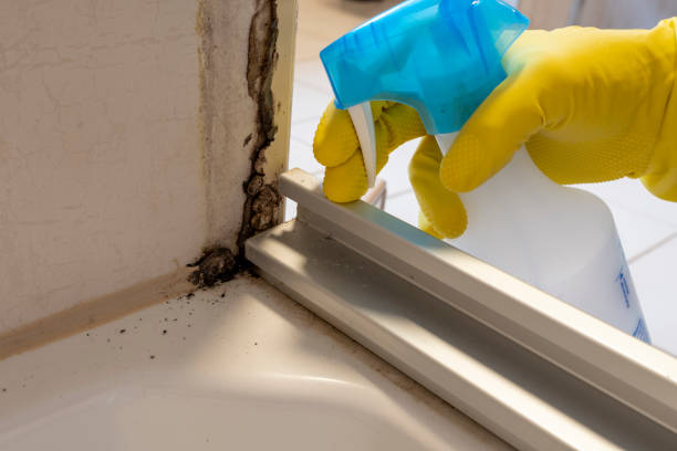 Professional Mold Removal in Mountain View, AR