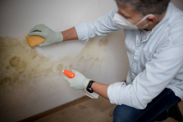 Best Professional Mold Removal  in Mountain View, AR