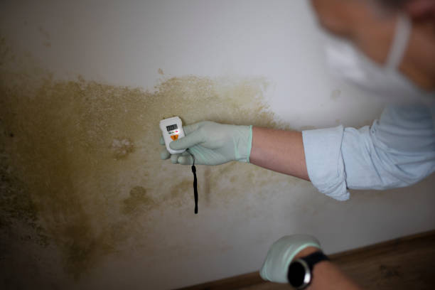 Best Fast Mold Removal  in Mountain View, AR