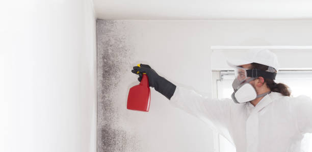 Best Office Mold Removal Services  in Mountain View, AR