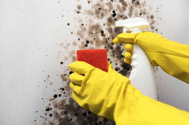 Best Mold Remediation  in Mountain View, AR