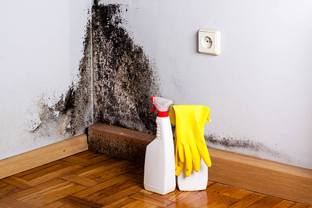 Best Emergency Mold Removal  in Mountain View, AR