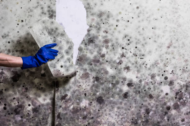 Certified Mold Removal in Mountain View, AR